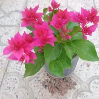 انواع گل کاغذی
