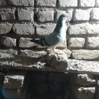 قیمت تعاونی بدرنک
