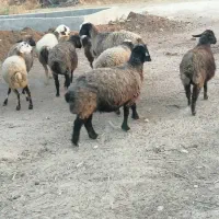 فروش میش داشتی و قصابی