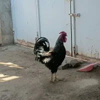 خروس محلی