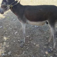 خر فروش