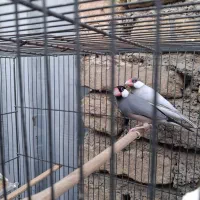 فنچ نرگسی