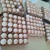 تخم بوقلمون نطفه دار برنز|حیوانات مزرعه|رباطکریم, شهرستانک|دیوار