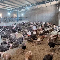 فروش بوقلمون برنز و بوربون