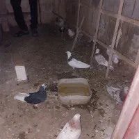 کفتر پرشی ممتاز