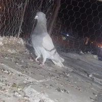 کفتر بهبونی کله. سینه . دم سفید