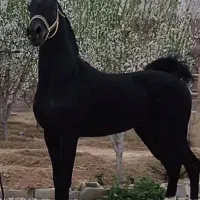 کار. در استبل