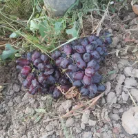 سرکه وبرای دبه