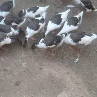 غاز