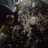 جوجه‌ها نژاد دار گلپایگان