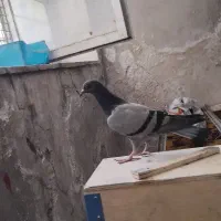 جوجه پلاکی