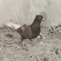 ماده قهوای دم سفیدشعمک تخت