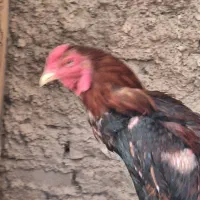 خروس لاری و مرغ