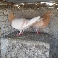 کبوتر جفتی  به شرط تخم جوجه