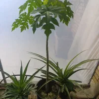 نهال پاپایا|گل و گیاه طبیعی|قهدریجان, |دیوار