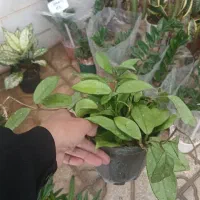 گلگده علی
