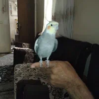 عروس هلندی نر رام و دستی