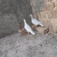 سه تا ماده هفت رنگ