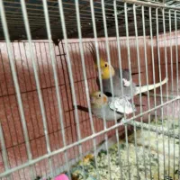 عروس هلندی 700 هزار خمینی شهر