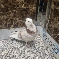 کفتر شازده هما نر