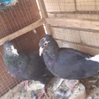 سینه سیاه سرسیا