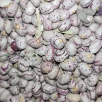 لوبیا چیتی