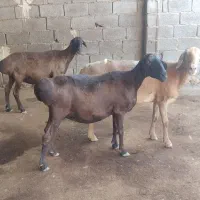 میش چینی قندوزی