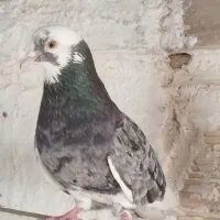 کفتر. ماده سرور