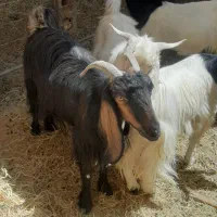 بز ماده