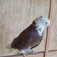 شازده گلی سرور