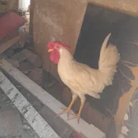 سه تا خروس محلی