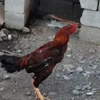 خروس لاری برای جوجه کشی