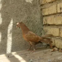 کبوتر شکار