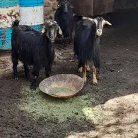 سه عدد بز شیر ده