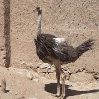 شترمرغ بزرگ بالغ فروشی