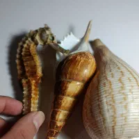 آکواریومی