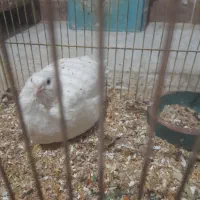 بلدرچین|پرنده|رشت, حومه رشت|دیوار