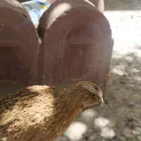 بلدرچین