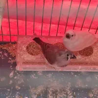 جوجه فنج موقلوف