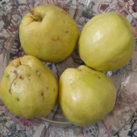 به محلی