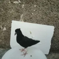 کبوتر جوانه زاغ دم سفید کمری