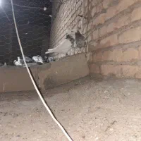 طوقی|پرنده|مشهد, كنويست|دیوار