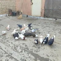 کبوتر جوانه