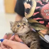 گربه بریتیش ناز