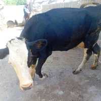 گاو گوشتی