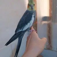 عروس هلندی