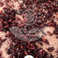 فروش پک های آماده تولید میلورم