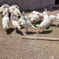 بوقلمون