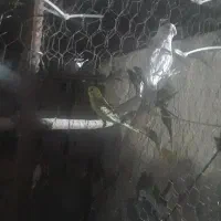 مرغ عشق