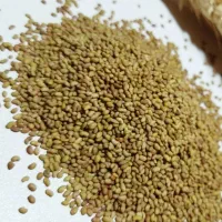 بذر یونجه